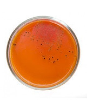 ТИОГЛИКОЛЕВАЯ СРЕДА для контроля стерильности (0.25 кг) ТИОГЛИКОЛЕВАЯ СРЕДА для контроля стерильности (0.25 кг)