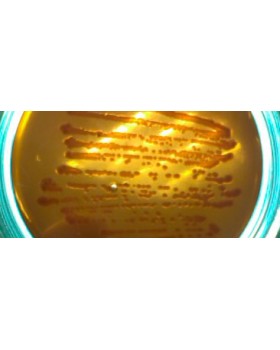 среда Левина -ГРМ (0.25 кг)