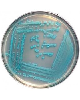 ПАЛ питательный агар для выделения листерий 0.25 кг ПАЛ питательный агар для выделения листерий 0.25 кг